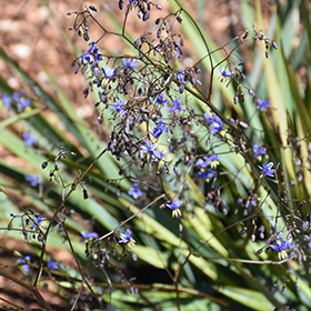 Clarity Blue Dianella (Dianella 'DP401') in Orange County, CA California CA  at Roger's Gardens