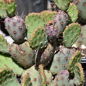 Plant Photo 5