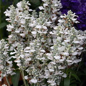 Salvia farinacea bianca-N0900849