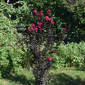 Lagerstroemia 'Diamonds In The Dark®' (Mystic Magenta) Crepe