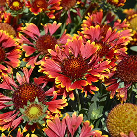 SpinTop Orange Halo Blanket Flower Gaillardia aristata SpinTop