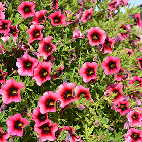 Plant Photo 7