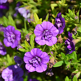 Plant Photo 1