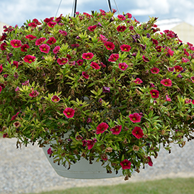 Plant Photo 1