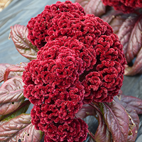 Dracula Celosia Celosia cristata Dracula in Orange County CA