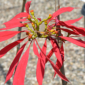 Plant Photo 9