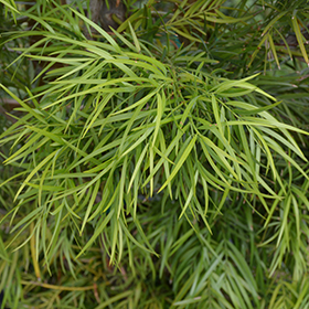 Plant Photo 1
