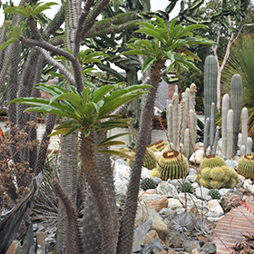 Plant Photo 8