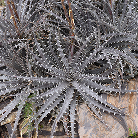dyckia fosteriana original clone - メルカリ