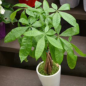 Pachira aquatica online