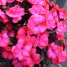 Plant Photo 3