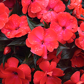 Plant Photo 4