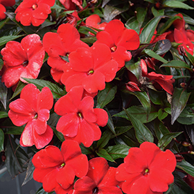 Plant Photo 2