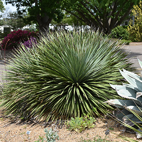 Plant Photo 6