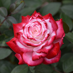 Plant Photo 2