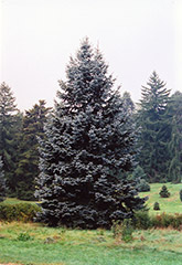Hoopsii Blue Spruce (Picea pungens 'Hoopsii') at Roger's Gardens