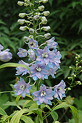 Pacific Giant Guinevere Larkspur (Delphinium 'Guinevere') at Roger's Gardens