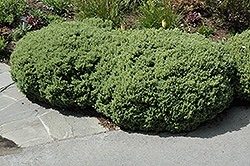 Boxleaf Hebe (Hebe buxifolia) in Orange County, CA California CA