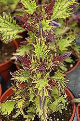 Stained Glassworks Witch Doctor Coleus (Solenostemon scutellarioides 'Witch Doctor') at Roger's Gardens