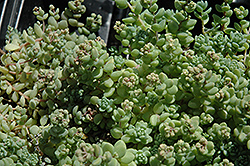 Corsican Stonecrop (Sedum dasyphyllum 'var. major') at Roger's Gardens
