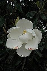 Teddy Bear Magnolia (Magnolia grandiflora 'Southern Charm') at Roger's Gardens