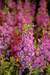 Carita Purple Angelonia Angelonia angustifolia Carita Purple