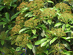 Chinese Photinia (Photinia serrulata) at Roger's Gardens
