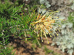 Molonglo Juniper Leaf Grevillea (Grevillea juniperina 'Molonglo') at Roger's Gardens