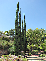 Italian Cypress (Cupressus sempervirens) at Roger's Gardens
