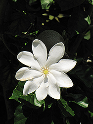 White Gardenia (Gardenia thunbergia) at Roger's Gardens