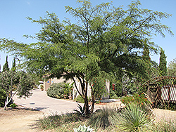 Thornless Chilean Mesquite (Prosopis chilensis 'Thornless') at Roger's Gardens