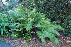 Giant Chain Fern (Woodwardia fimbriata) in Orange County, CA California ...