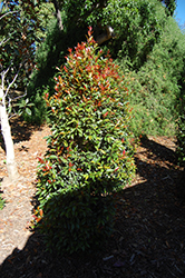 Monterey Bay Brush Cherry (Eugenia myrtifolia 'Monterey Bay') at Roger's Gardens