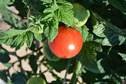 Tomato 'Little Sicily' - Peace Tree Farm