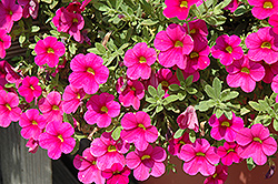 Million Bells Bouquet Brilliant Red Calibrachoa (Calibrachoa 'Million Bells Bouquet Brilliant Red') at Roger's Gardens