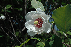 Oyama Magnolia (Magnolia sieboldii) at Roger's Gardens
