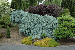 The Blues Colorado Blue Spruce (Picea pungens 'The Blues') at Roger's Gardens