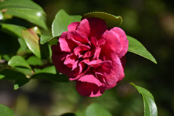 Bonanza Camellia (Camellia sasanqua 'Bonanza') at Roger's Gardens