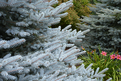 Iseli Foxtail Spruce (Picea pungens 'Iseli Foxtail') at Roger's Gardens